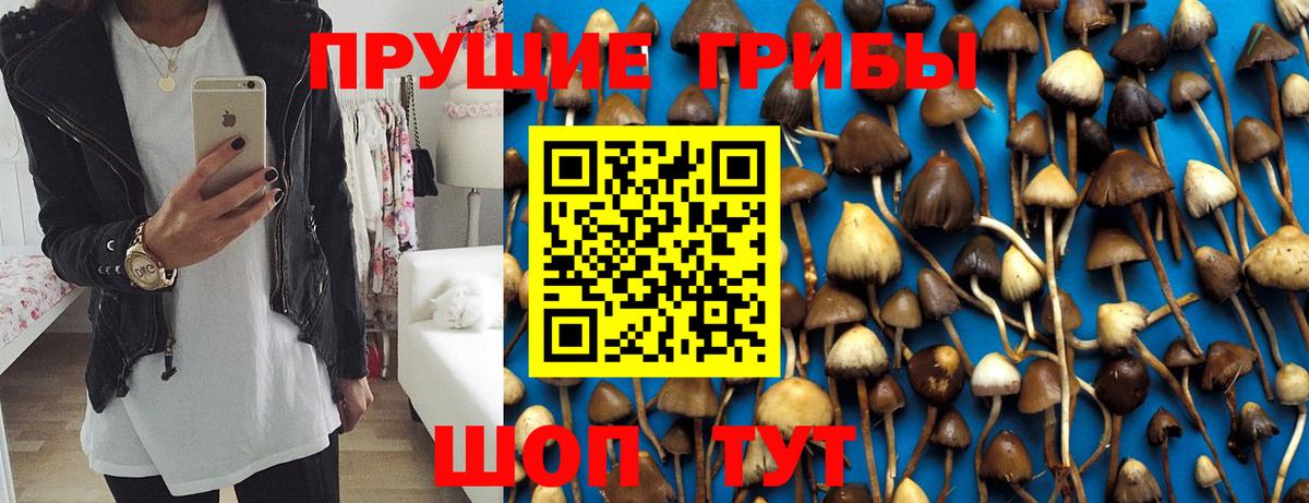 Псилоцибиновые грибы мицелий Петрозаводск